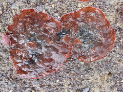 Watersipora subatra