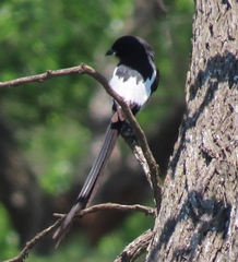 Lanius melanoleucus