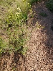 Senecio flaccidus monoensis