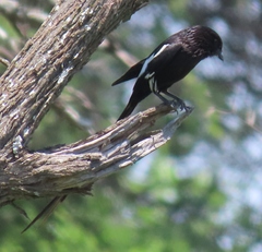 Lanius melanoleucus