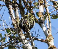 Philepitta castanea