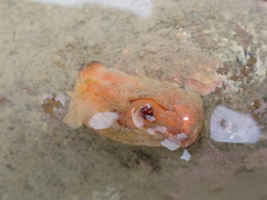 Cnemidocarpa bicornuta