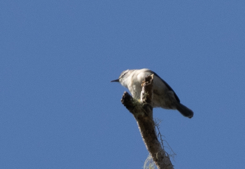 Rand's Warbler (Randia pseudozosterops), photo 7