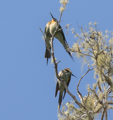 Merops superciliosus