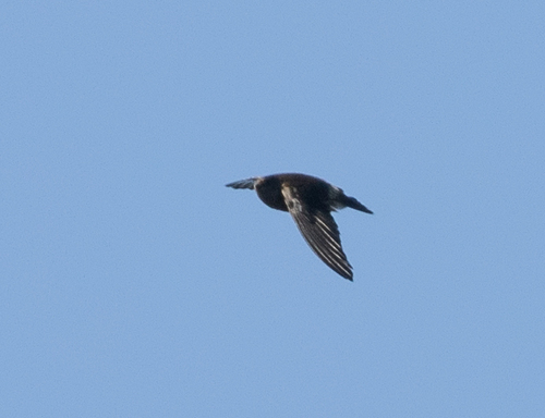 Madagascar Spinetail (Zoonavena grandidieri), photo 6