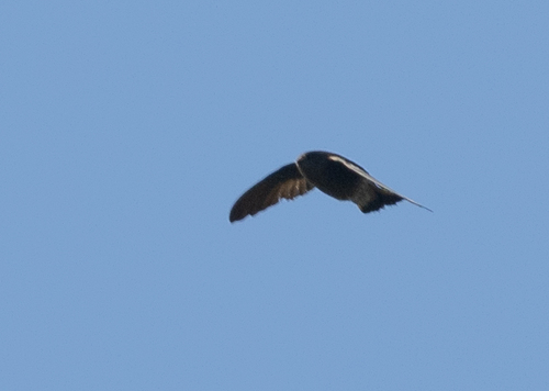 Madagascar Spinetail (Zoonavena grandidieri), photo 7