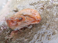 Cnemidocarpa bicornuta