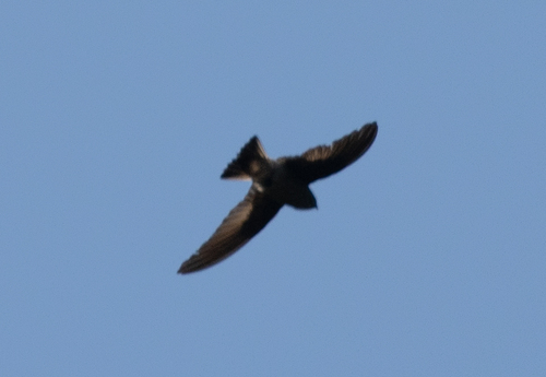 Madagascar Spinetail (Zoonavena grandidieri), photo 4