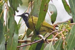 Nesoptilotis leucotis