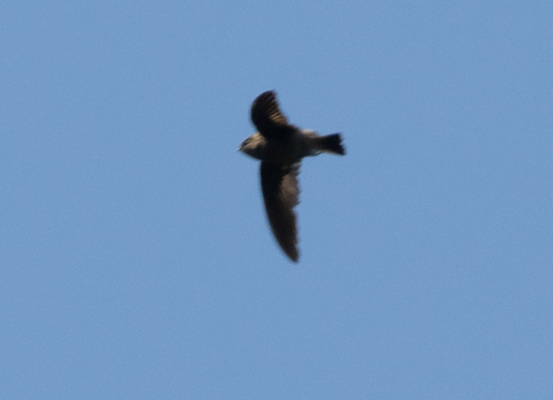 Madagascar Spinetail (Zoonavena grandidieri), photo 10