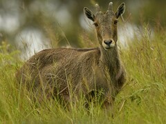 Nilgiritragus hylocrius