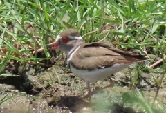 Charadrius tricollaris