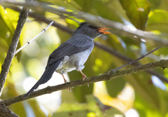 Hypsipetes madagascariensis
