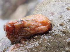 Cnemidocarpa bicornuta