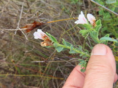 Lobostemon hottentoticus