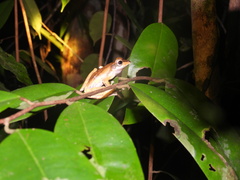 Polypedates macrotis