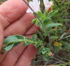 Lobostemon hottentoticus