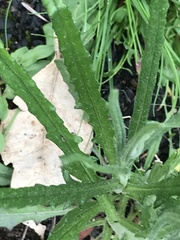 Senecio phelleus