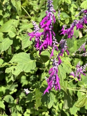 Salvia purpurea