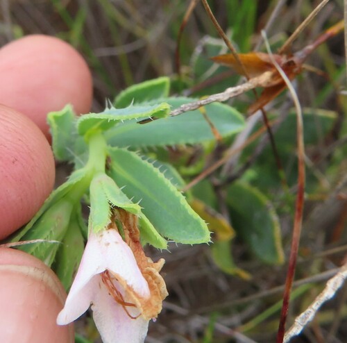 Helderberg Healthbush (Lobostemon hottentoticus)