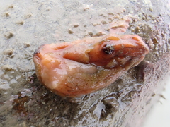 Cnemidocarpa bicornuta