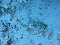 Urobatis jamaicensis