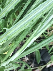 Senecio phelleus