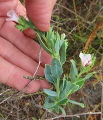 Lobostemon hottentoticus