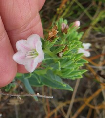 Lobostemon hottentoticus