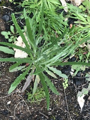 Senecio phelleus