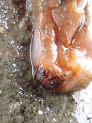 Cnemidocarpa bicornuta