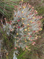Syncarpha gnaphaloides