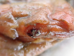 Cnemidocarpa bicornuta