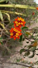 Lantana