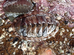 Sypharochiton pelliserpentis