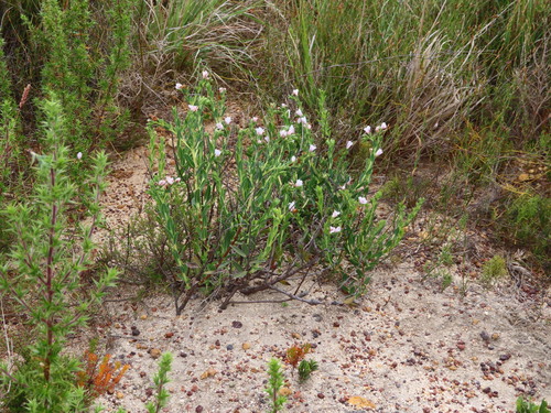 Image of Helderberg Healthbush (Lobostemon hottentoticus) by (c) linkie, some rights reserved (CC BY)