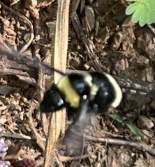 Bombus medius