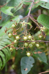 Vismia baccifera