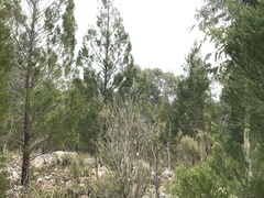 Callitris endlicheri