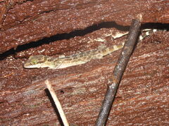 Cyrtodactylus