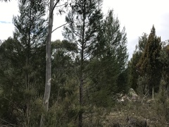 Callitris endlicheri