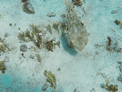 Chilomycterus antillarum