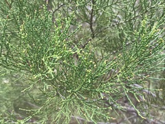 Callitris endlicheri