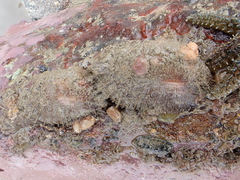 Barbatia novaezealandiae