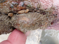 Barbatia novaezealandiae