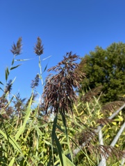 Phragmites