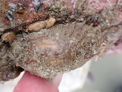 Barbatia novaezealandiae
