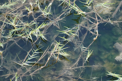 Sporobolus pungens