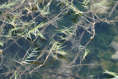 Sporobolus pungens