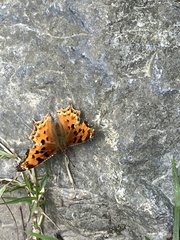 Polygonia g-argenteum